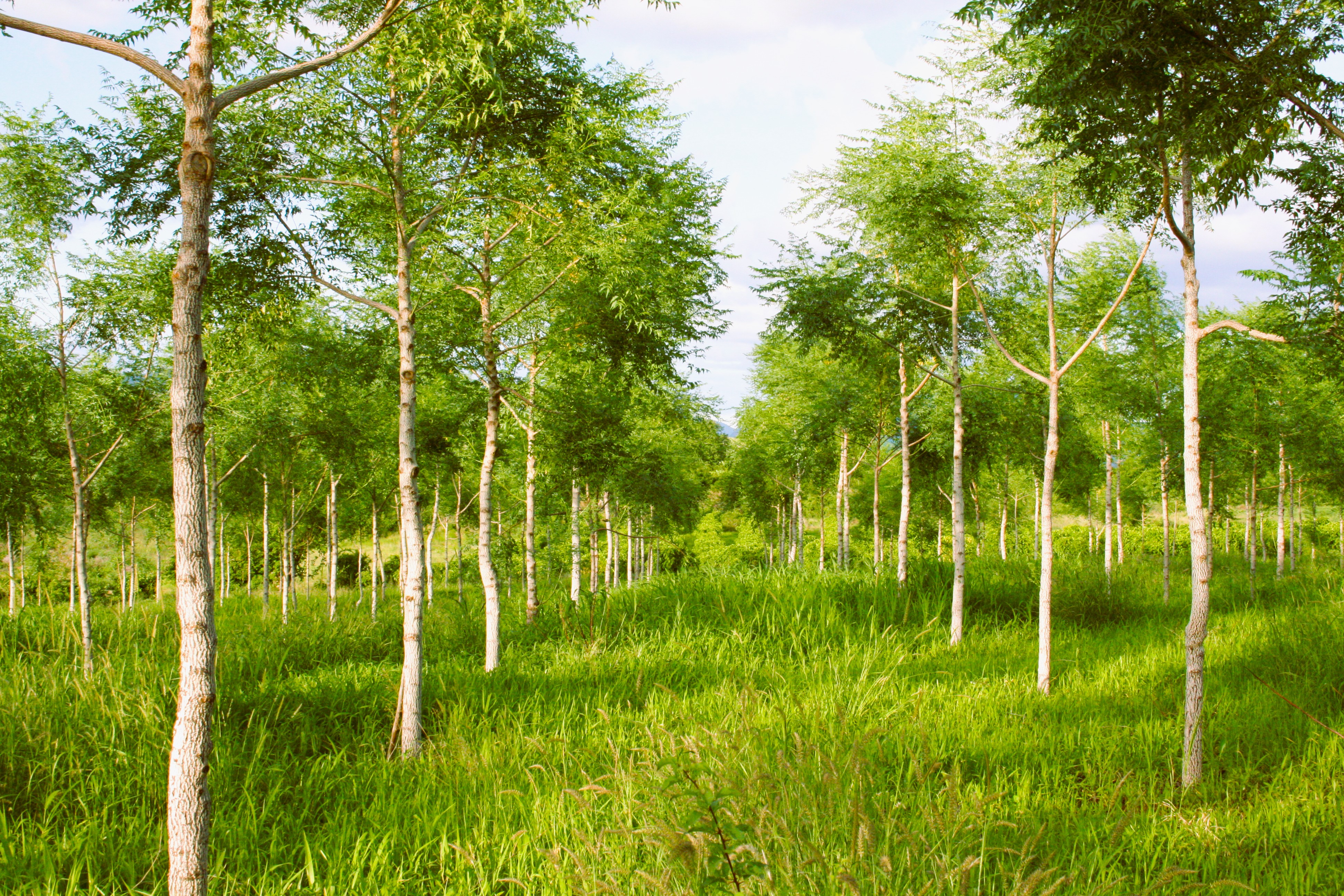 Kiambere Plantation